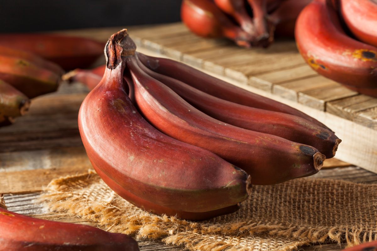 Červený druh banánov